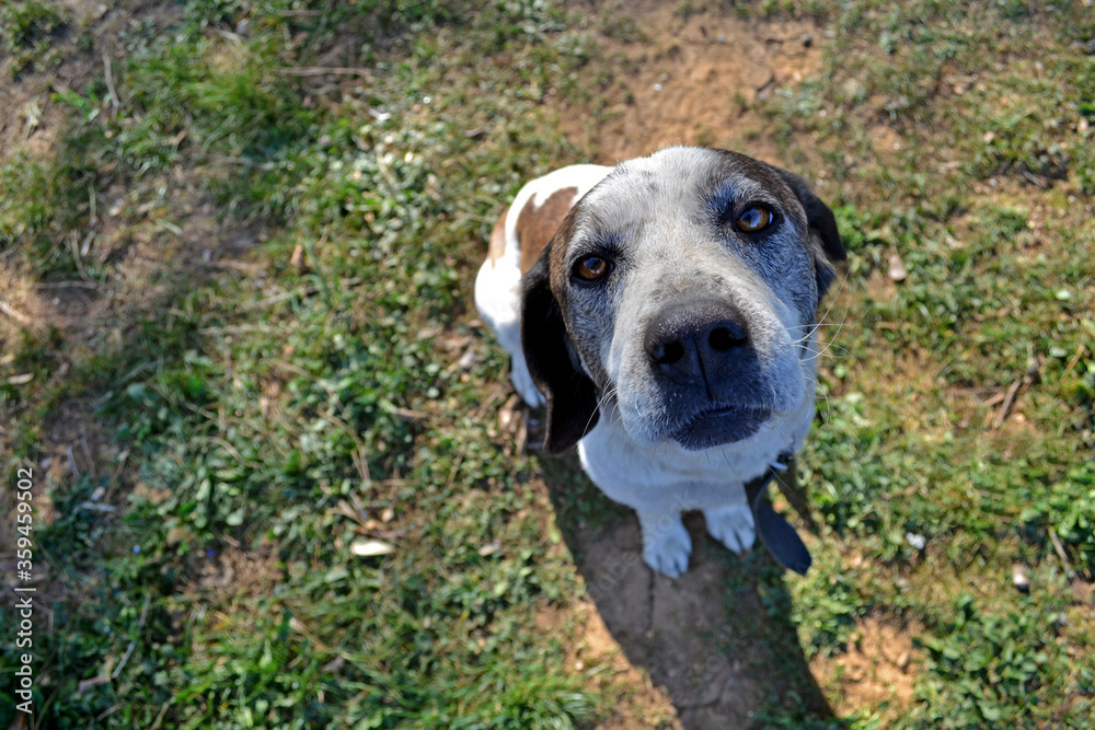 A dog from above looking at the camera.