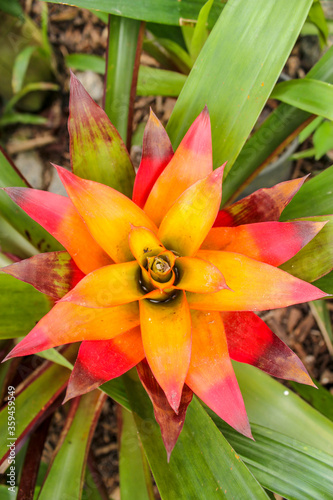 Bromeliad at Jardim Botanico in Rio de Janeiro