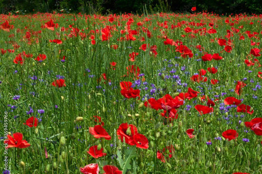Flowers Red poppies blossom on wild field. Beautiful field red poppies with selective focus blur. Afternoon soft sunlight, sunset. Landscape panorama.