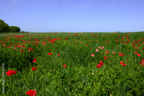Flowers Red poppies blossom on wild field. Beautiful field red poppies with selective focus blur. Afternoon soft sunlight, sunset. Landscape panorama. © OneWellStudio
