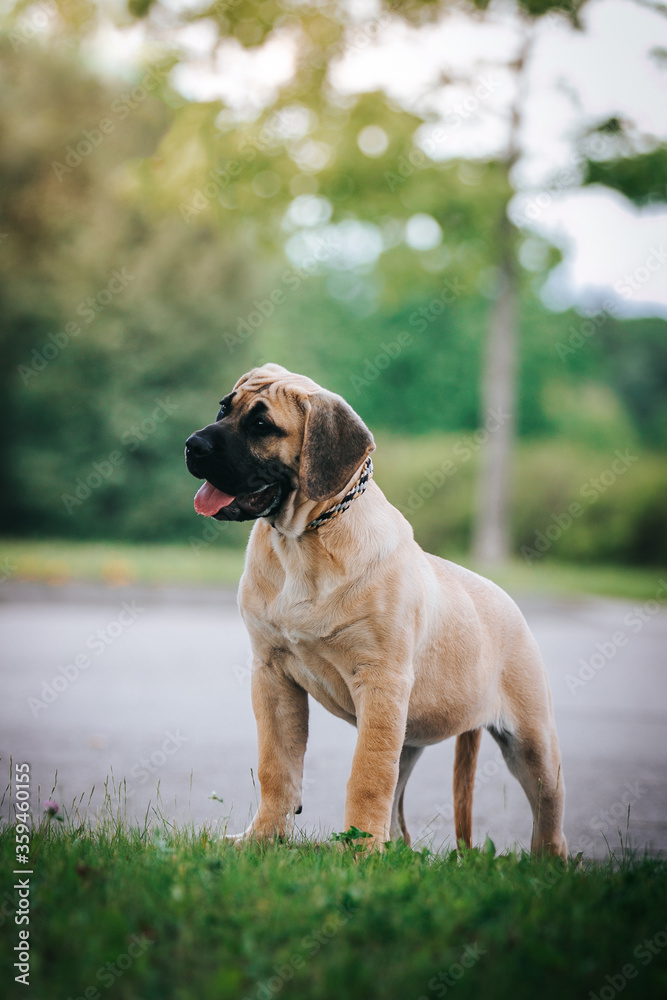 Dogo Canario young puppy outside posing.	