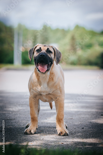 Dogo Canario young puppy outside posing. 