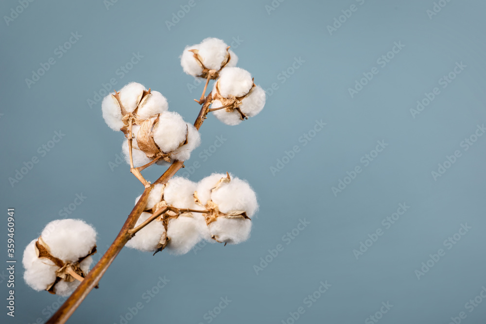 Beautiful raw cotton branch