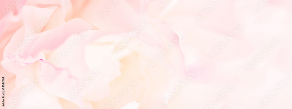 Tender light pink banner of fresh peony petals