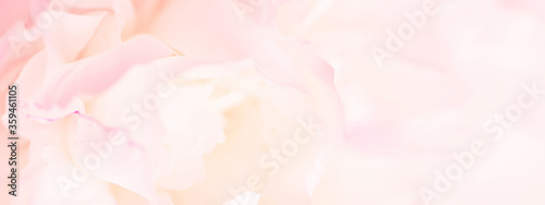 Fotografia Tender light pink banner of fresh peony petals