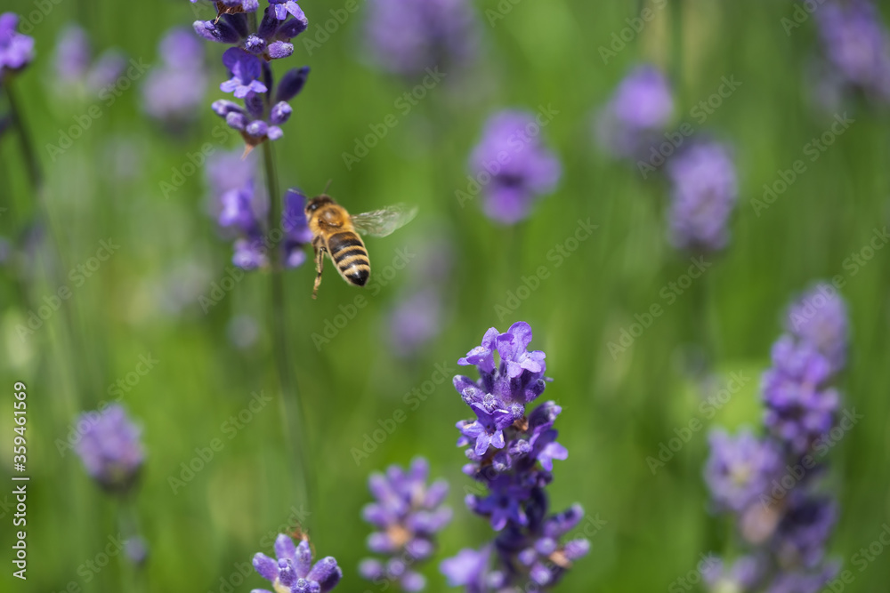 A bee on a lavender flower A bee on a lavender flower