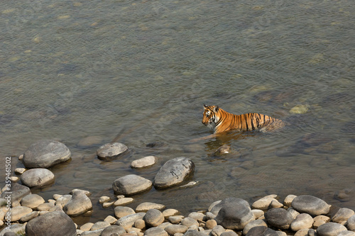 Tableau sur toile Tigress in Ramganga river, Jim Corbett National Park
