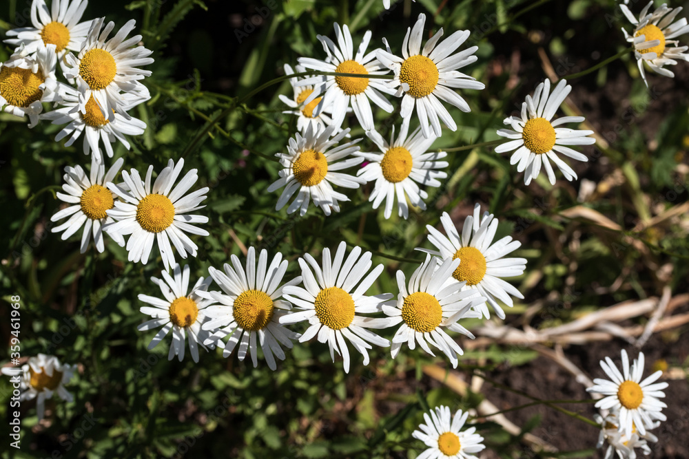 Beautiful daisies growing up in the meadow close-up. Beautiful daisies growing up in the meadow close-up.