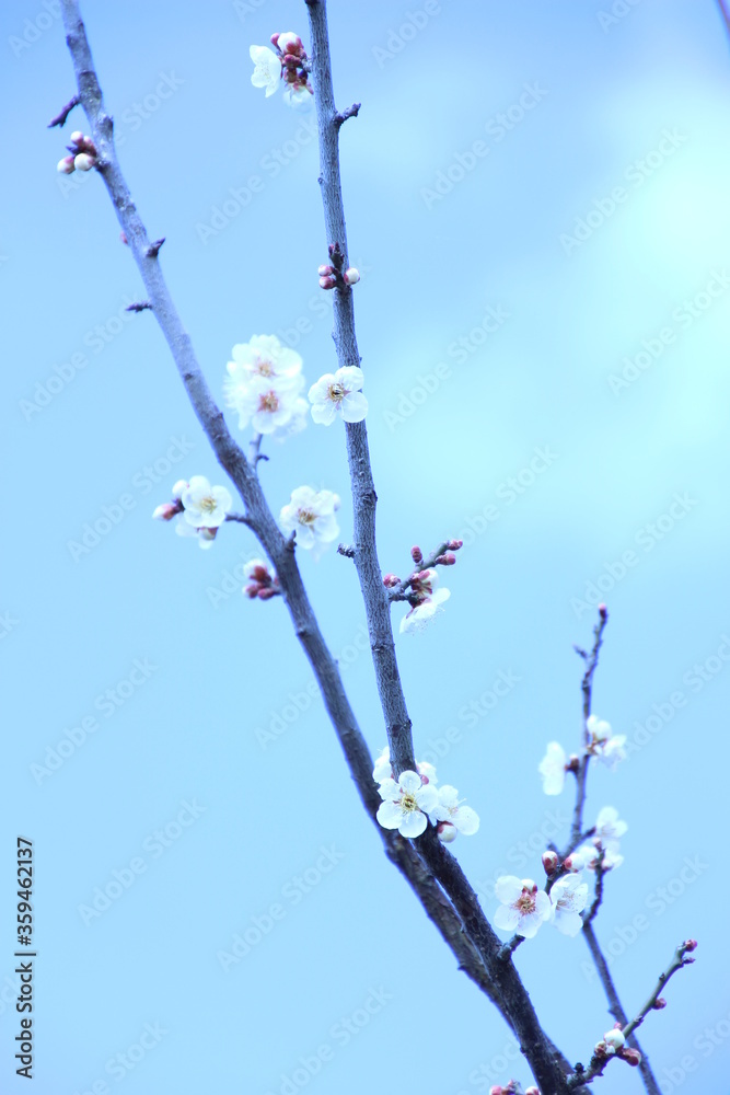 青空に梅 青空に梅