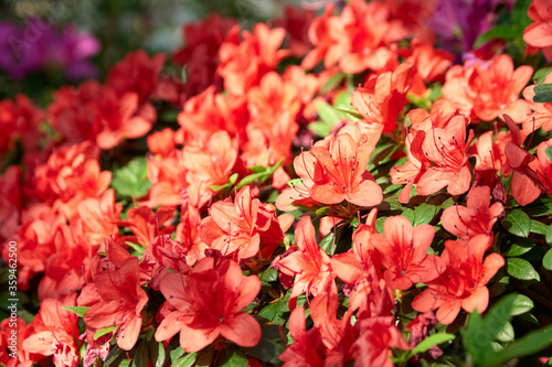 Beautiful Azalea flowers blooming in the park. Close up blossom of spring flowers in the garden. How to grow Azalea.