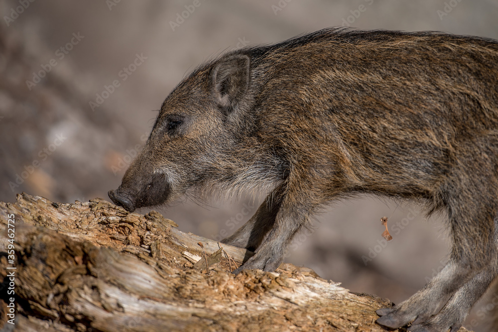 junges Wildschwein auf einem Baumstamm junges Wildschwein auf einem Baumstamm