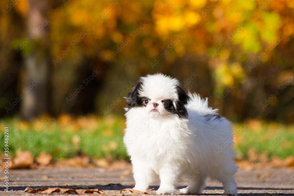 Japanese chin dog in beautiful colorful autumn. Japanese chin dog in beautiful colorful autumn.