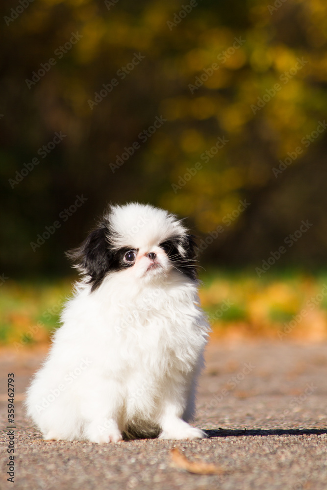 Japanese chin dog in beautiful colorful autumn. Japanese chin dog in beautiful colorful autumn.