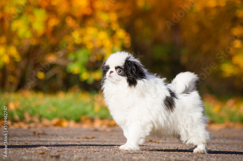 Japanese chin dog in beautiful colorful autumn.