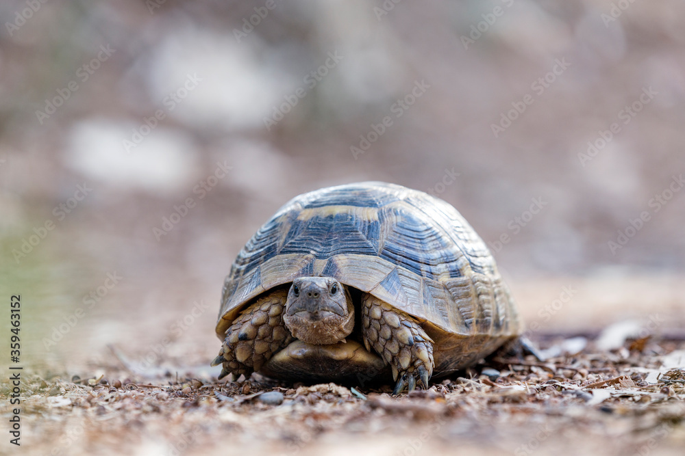 Obraz premium Land tortoise (Turtle).