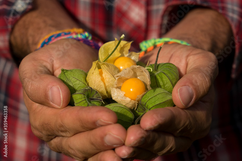 Man having fresh gooseberries (physalis) fruits in his hands photo