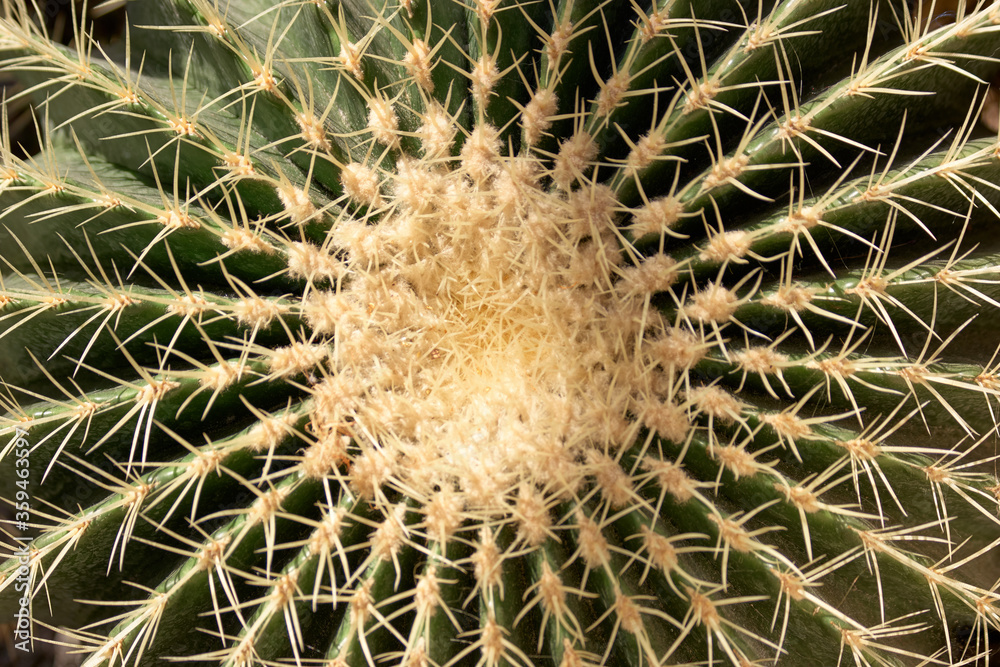 Close up of golden barrel of Echinocactus grusonii. Exotic prickly plant close up. Top view. Close up of golden barrel of Echinocactus grusonii. Exotic prickly plant close up. Top view.