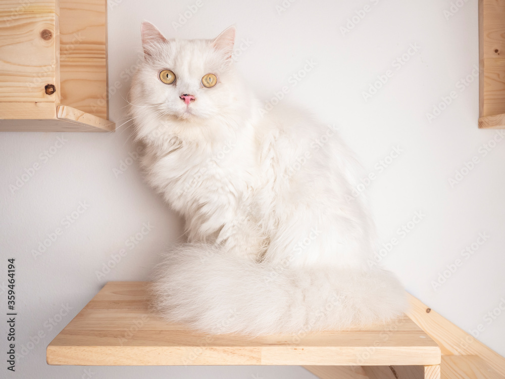 White Persian cat on cat shelf or cat step looking away. Absent minded cat. Copy space provided.