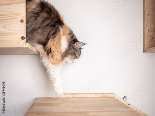 Calico Persian cat on cat shelf or cat step, steping down. Absent minded cat. Copy space provided. photo