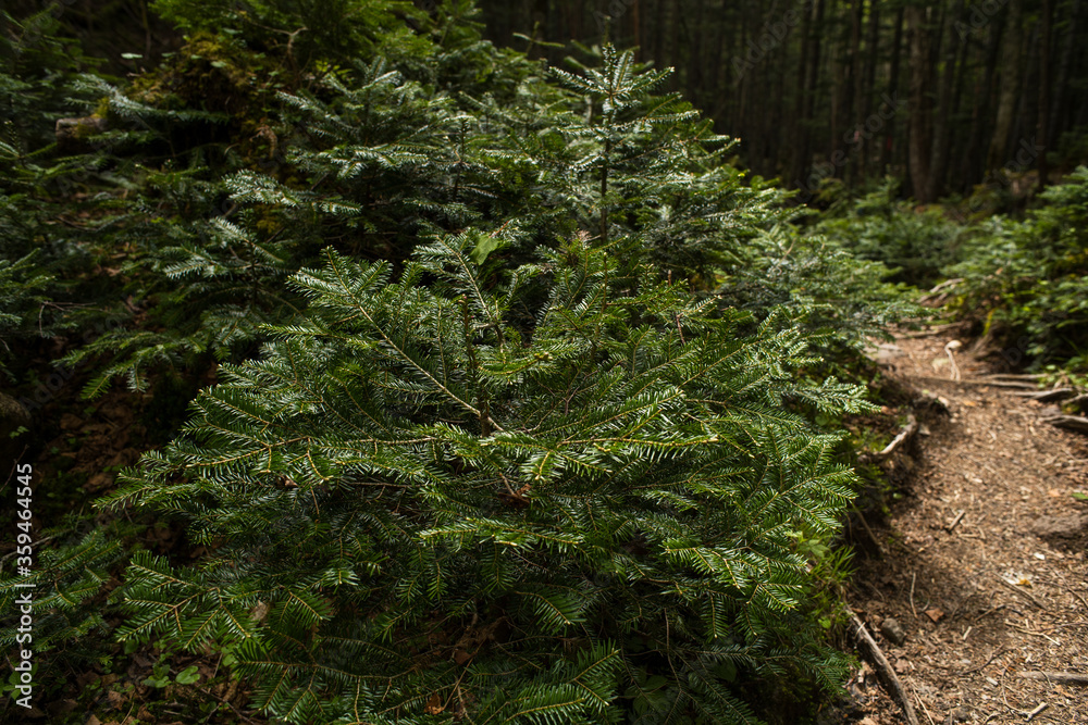 Fototapeta premium シラビソの森の若葉
