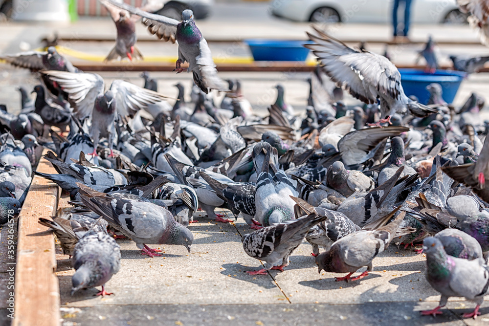 Fototapeta premium Some people feeding pigeons in the city.