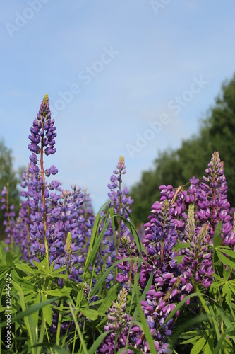 Lilac and purple lupins in the field