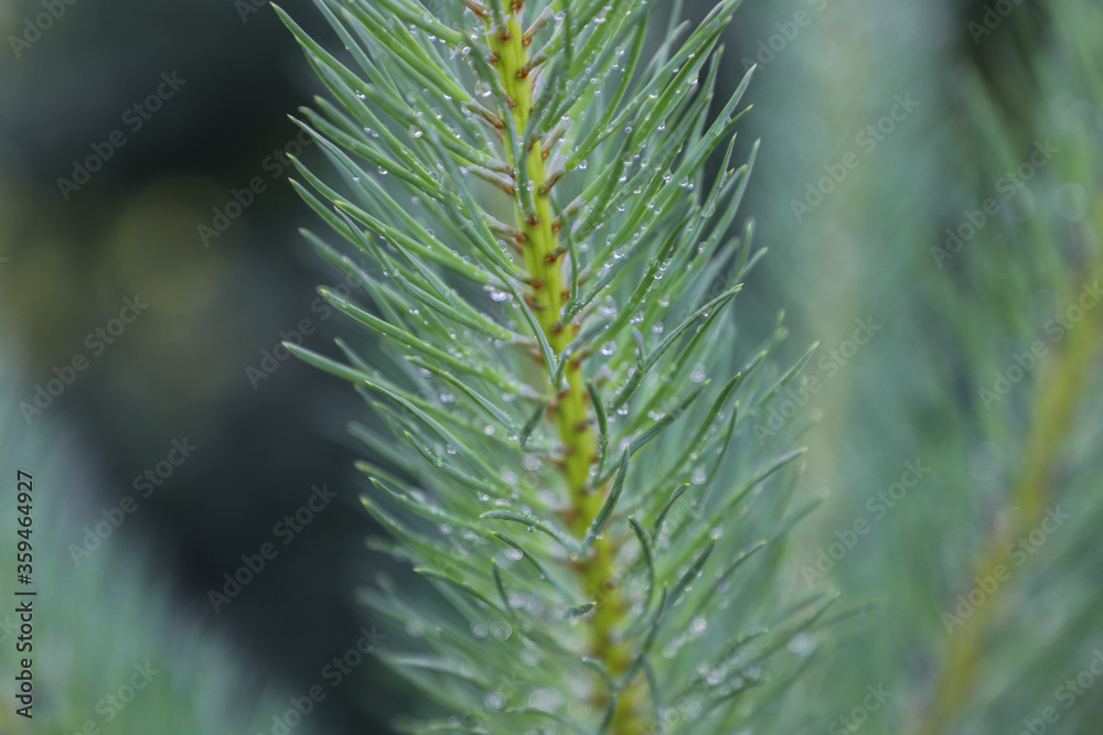 raindrops on spruce needles. fir tree in rainy weather close up front view raindrops on spruce needles. fir tree in rainy weather close up front view