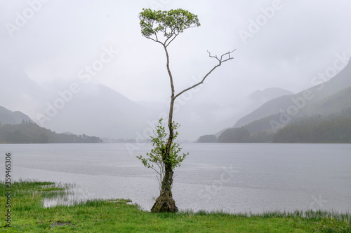 Tree Alone In The Rain photo