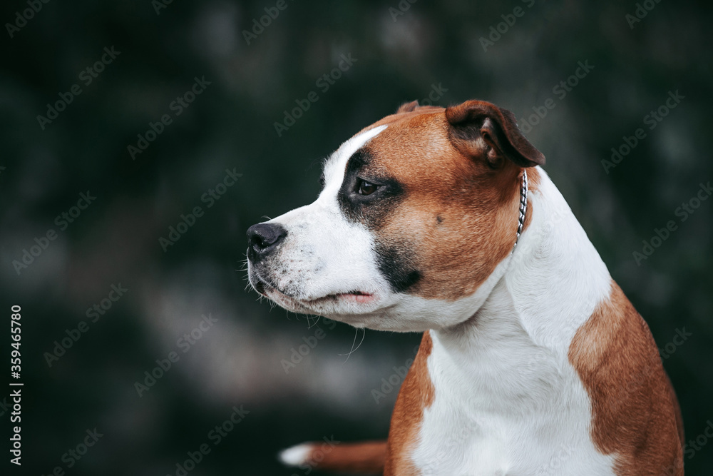 American staffordshire terrier dog posing outside.