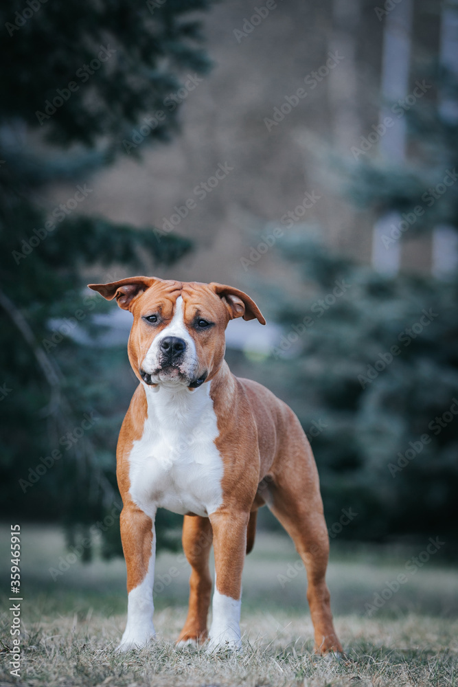 American staffordshire terrier dog posing outside. American staffordshire terrier dog posing outside.