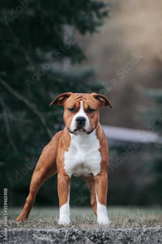 American staffordshire terrier dog posing outside.
