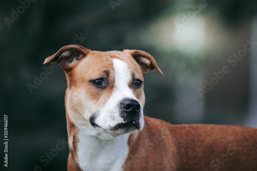 American staffordshire terrier dog posing outside. © Evelina