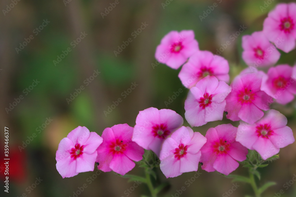Several small pink flowers forming an arched background, green background