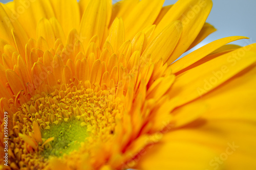 Large yellow gerbera close up on an isolated background