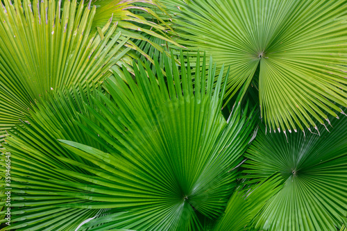 Abstract palm leaf texture background. Natural texture background