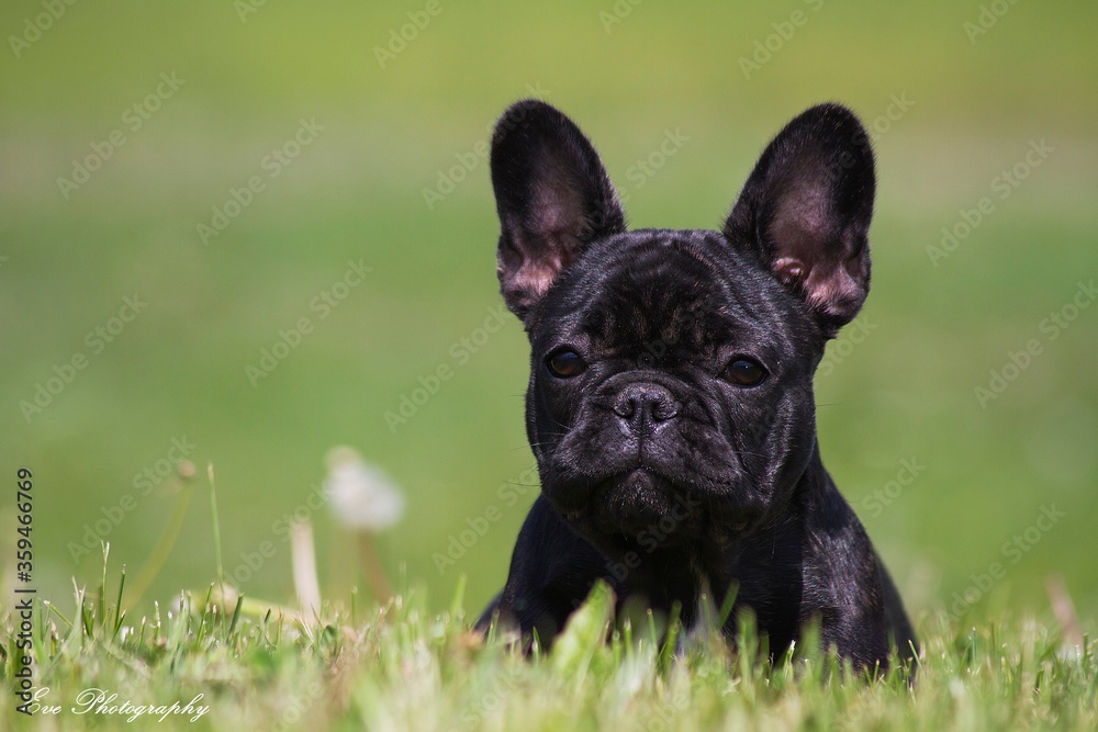 french bulldog portrait in the nature