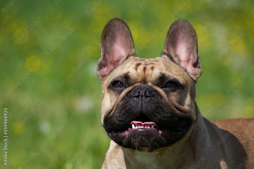 french bulldog portrait in the nature