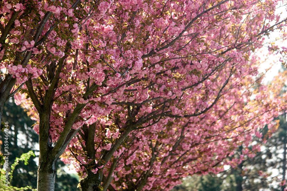Cherry blossom trees close up. Pink flowers of cherry blossom tree. Beautiful floral background. Cherry blossom trees close up. Pink flowers of cherry blossom tree. Beautiful floral background.