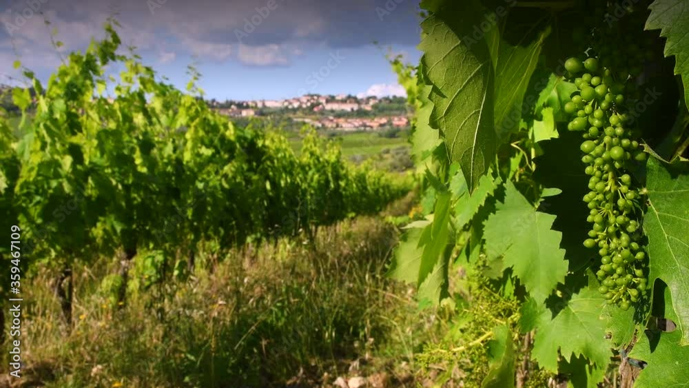 bunches of young white grapes grow on the vineyards in the countryside around Panzano in Chianti (Florence). Chianti Classico wine production area. Tuscany, Italy.