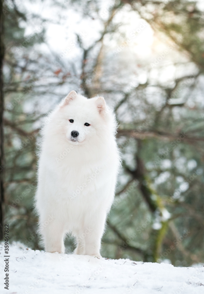 Samoyed dog posing in the beautiful winter background Samoyed dog posing in the beautiful winter background