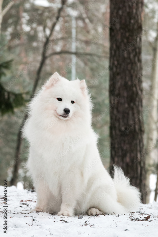 Fototapeta premium Samoyed dog posing in the beautiful winter background