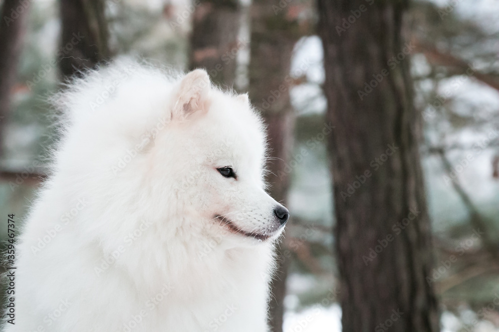 Samoyed dog posing in the beautiful winter background