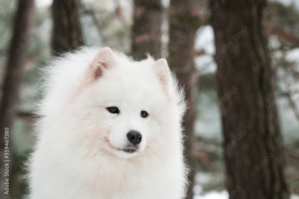 Samoyed dog posing in the beautiful winter background