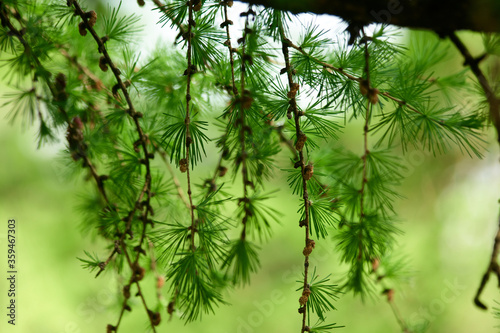 Close up of young green fir branches on green background. Young branch of coniferous tree close up. Evergreen coniferous forest. New life concept. Environmental protection.