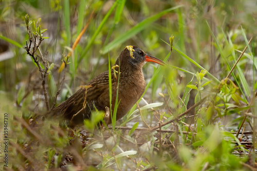  Virginia rail. Wading bird looking for food in the shallow overgrown waters of swamps and reeds