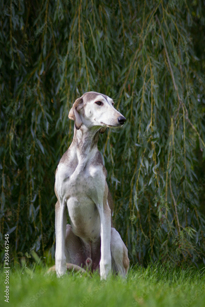 Saluki dog portrait outside. happy dog in nature Saluki dog portrait outside. happy dog in nature