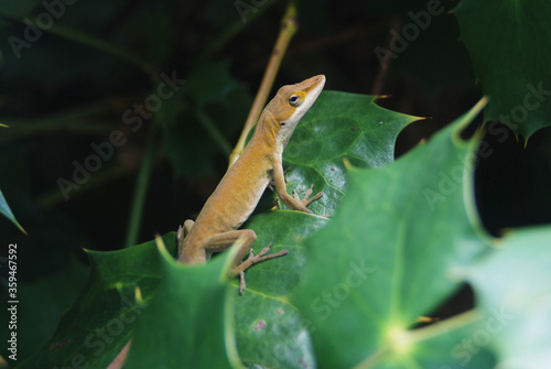 Anole lizard