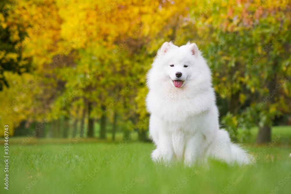 Samoyed dog posing in the beautiful park. Samoyed dog posing in the beautiful park.
