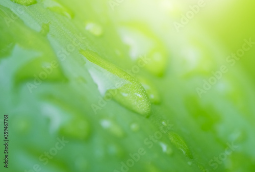 Concept nature of green leaf on blurred bokeh with copy space using as background natural, abstract background, greenery background, fresh wallpaper.