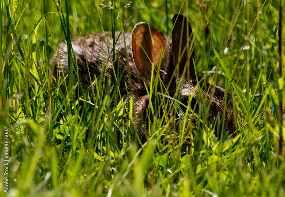 Obraz premium rabbit in the grass